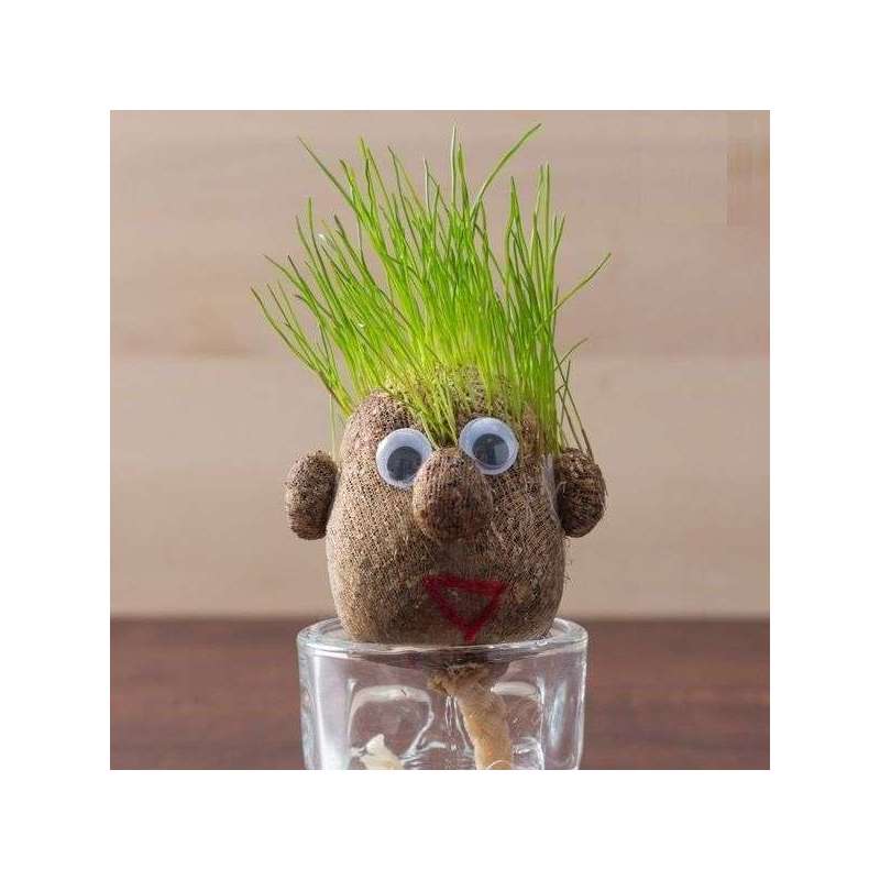 Monsieur Herbe - Grasshead - Petit modèle de 5 cm - Faites Pousser Ses  Cheveux et Couper Lui ! Cadeau Nature Original - Tête en Forme de patate