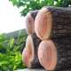 Coussin buche de bois tronc d'arbre