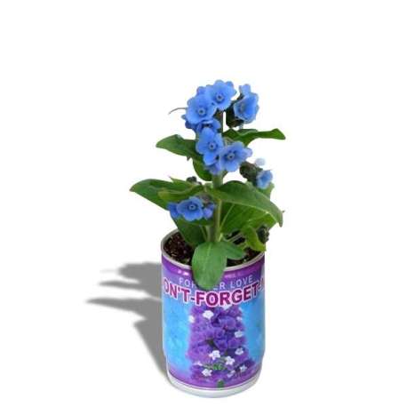 Plante don't forget me en canette à fleurs bleues