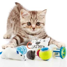 Lot de jouets pour chat