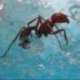 Antwork Aquarium LED à fourmis